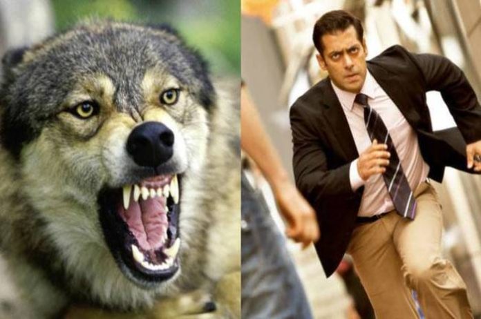 Dabangg Salman Khan is seen fighting with wolves in 'Tiger Jinda Hai'